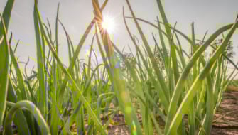 Voordelen van Terraflex in de teelt van zaaiuien