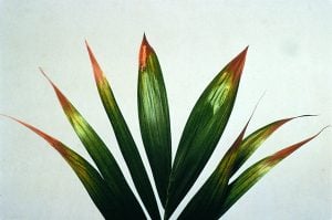 gebreksverschijnselen, nutriëntentekorten, voedingsstoffengebrek - Kalium (Potassium) tekort bij planten, Hoe herken je een kaliumtekort?Wat doet een kaliumtekort bij een plant. Zichtbare gebreksverschijnselen door een gebrek aan Kalium. Hoe herken je een kaliumtekort?