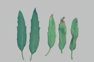 gebreksverschijnselen, nutriëntentekorten, voedingsstoffengebrek - Kalium (Potassium) tekort bij planten, Hoe herken je een kaliumtekort?Wat doet een kaliumtekort bij een plant. Zichtbare gebreksverschijnselen door een gebrek aan Kalium. Hoe herken je een kaliumtekort?