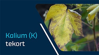 Herken de symptomen van een kalium tekort