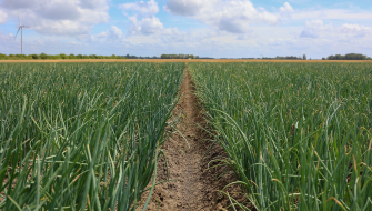 CRF Drip + ruggenteelt: veelbelovende combinatie in uienteelt