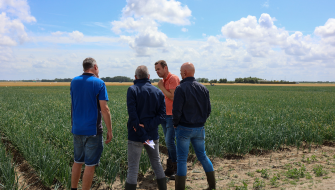 Ruggenteelt voor toekomstbestendige uienteelt
