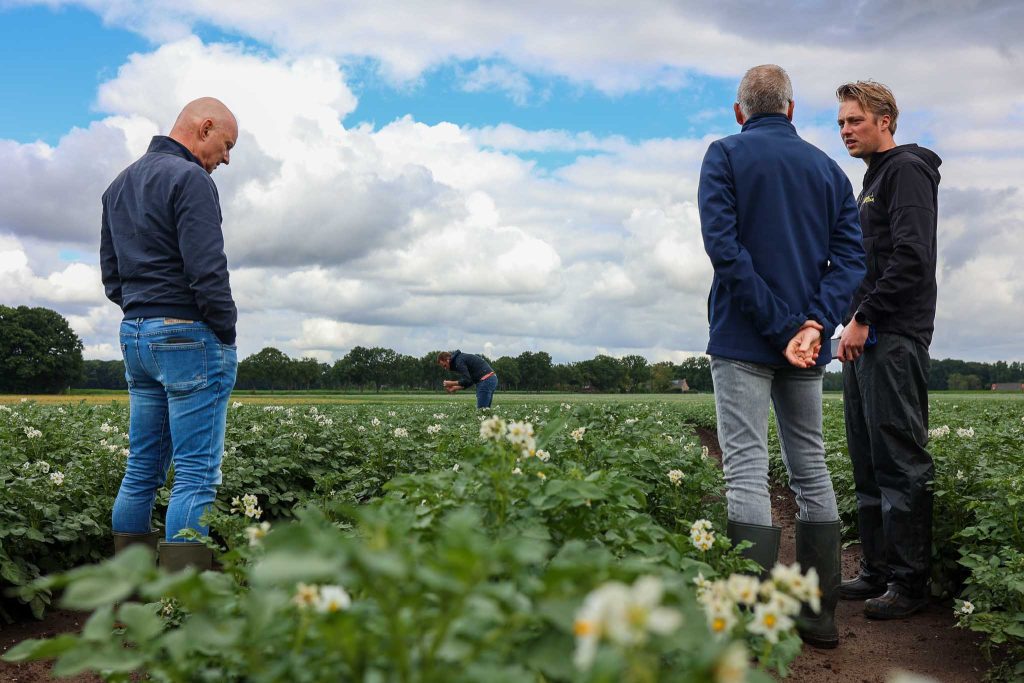 Veldproef in aardappelteelt met Agrocote meststoffen. ICL en McCain testen ICL Agrocote in aardappelteelt