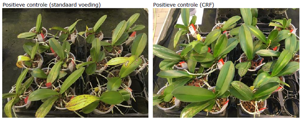 Ontwikkeling van Acidovorax infectie in beschadigd blad bij planten die geteeld zijn met standaard minerale voeding of CRF.