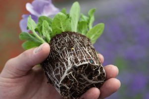  Optimalisatie watermanagement in moderne substraten TITEL: Potplant met zichtbare wortels
