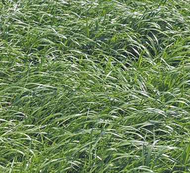 Puraloop in Engels raaigras