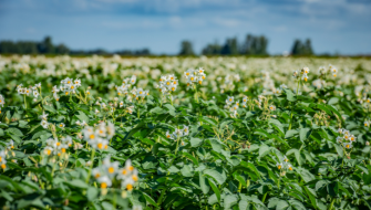 Hoe biostimulanten gewassen helpen beter om te gaan met stress