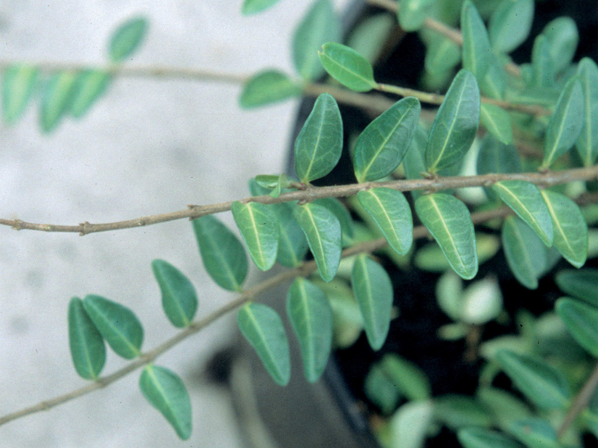 Poorly developed young shoots of Lonicera.