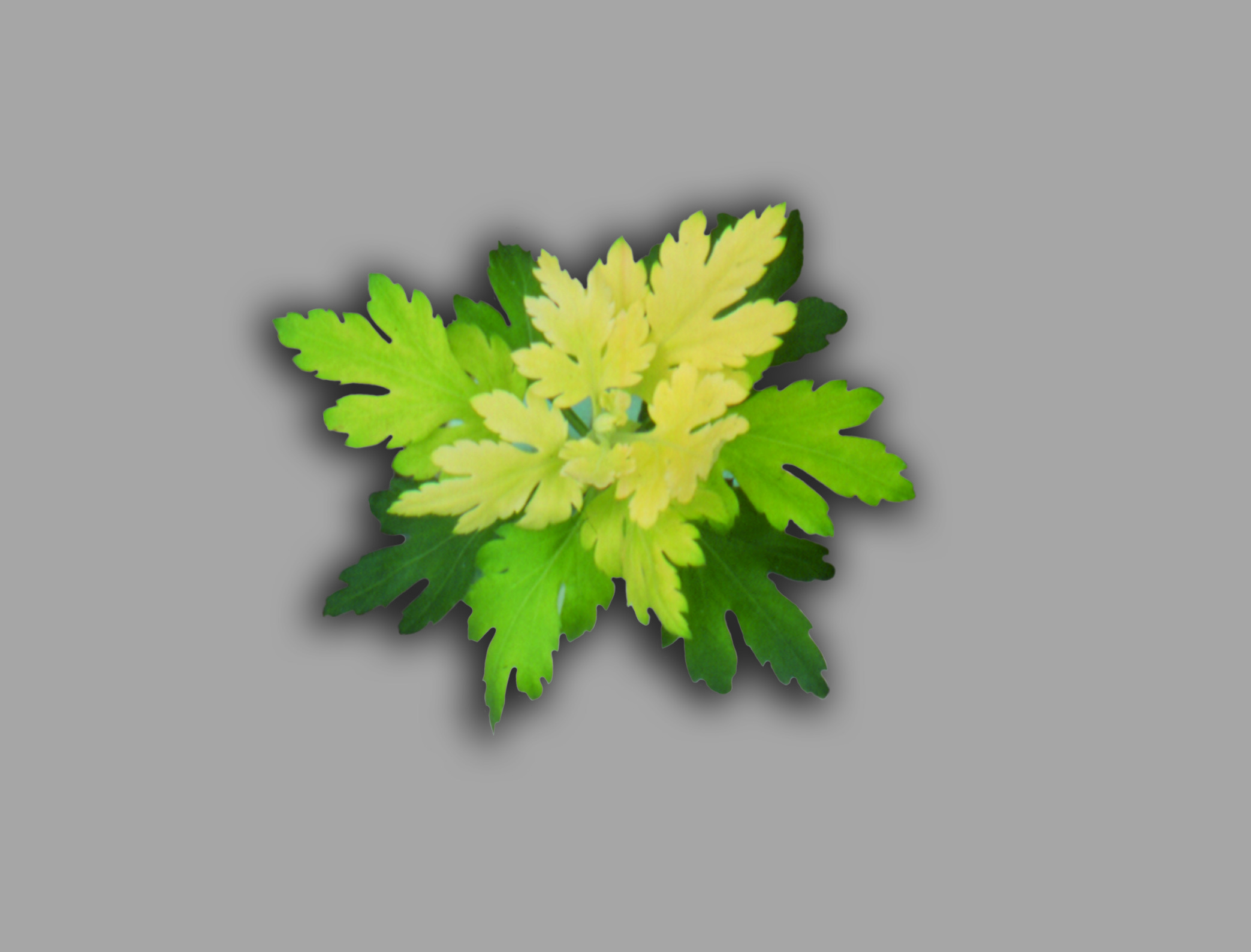 Chlorosis on chrysanthemum leaves