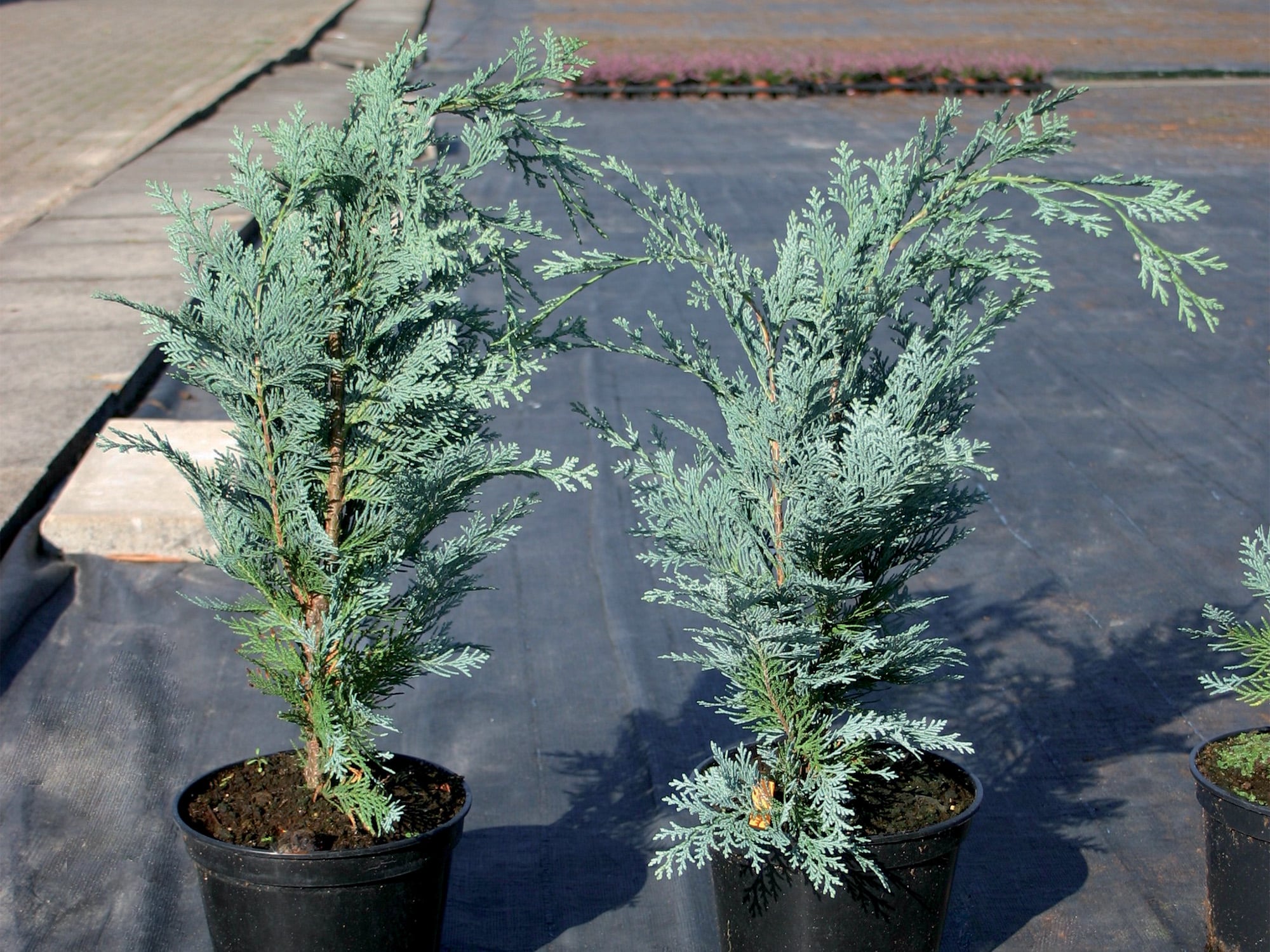 Structurally weak plants of chamaecyparis lawsoniana 'Columnaris'