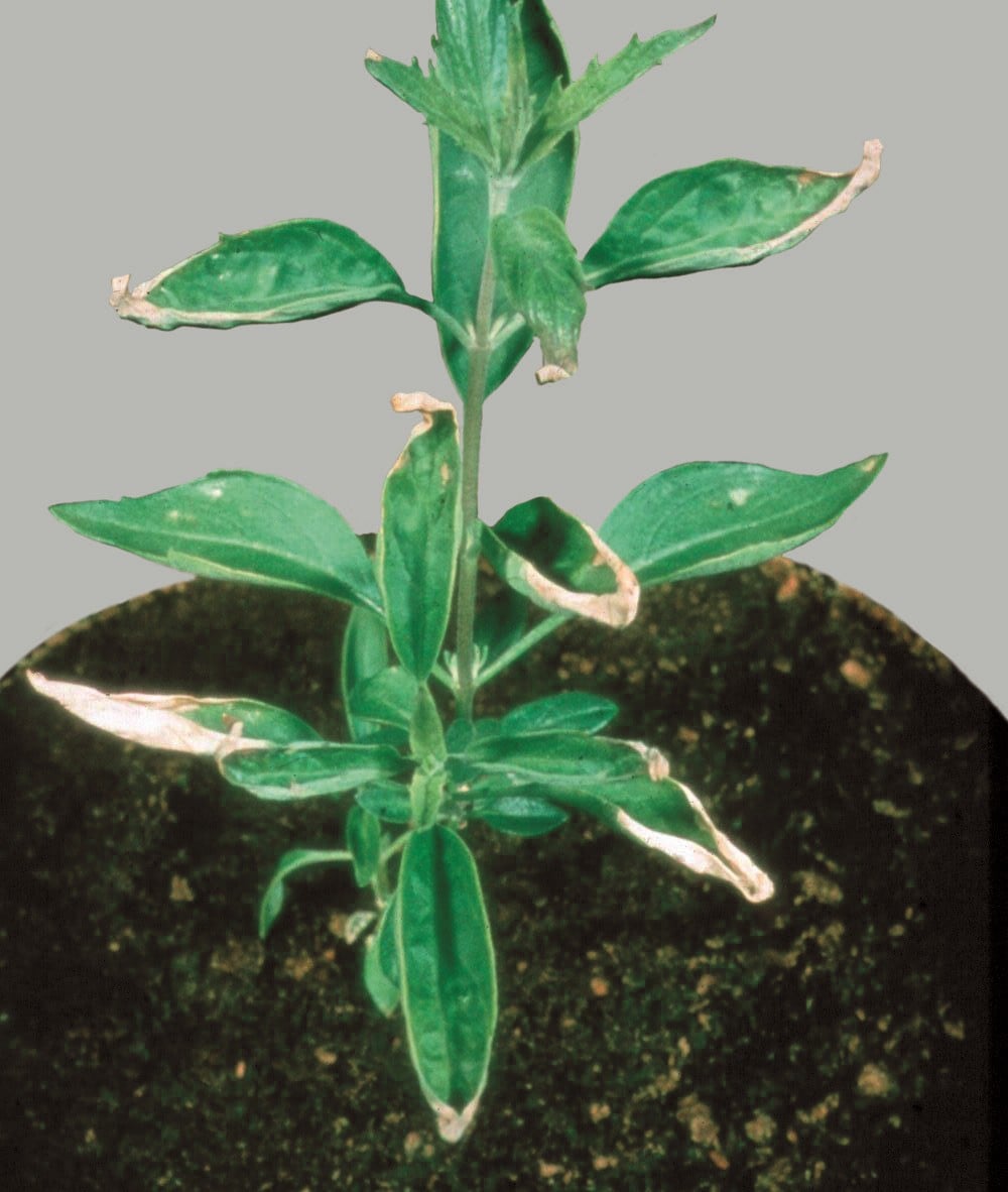 Caryopteris showing molybdenum deficiency with yellowing, deformation, and marginal necrosis on young leaves