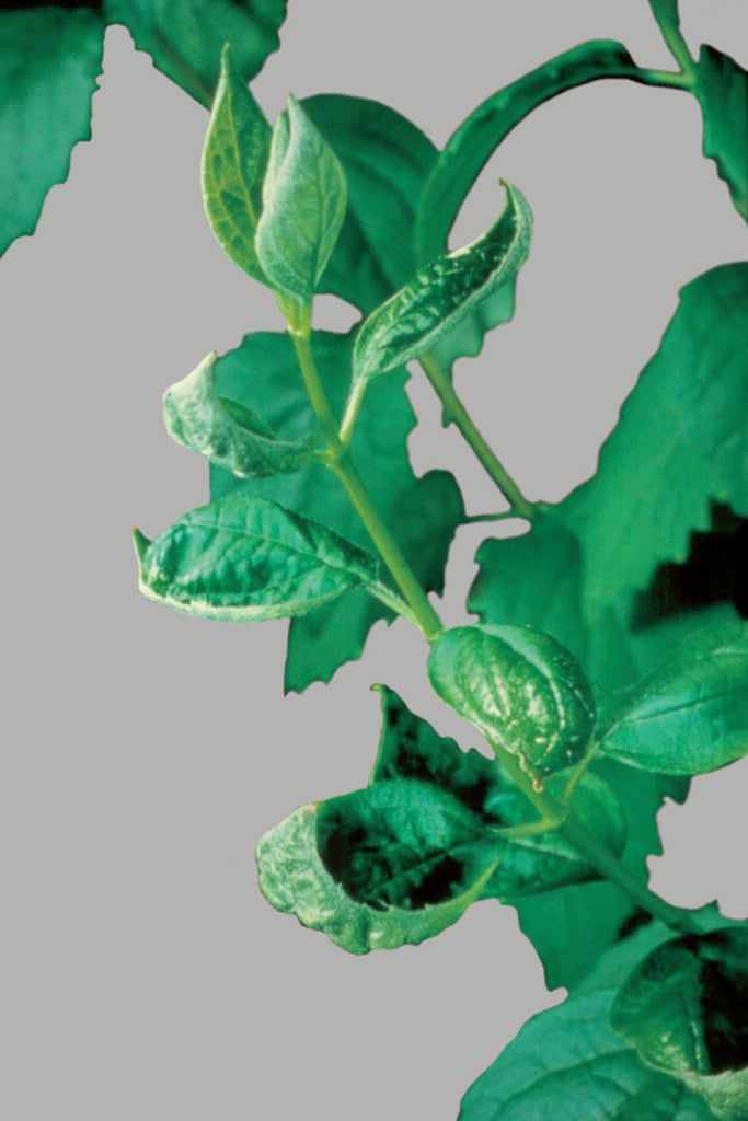 Philadelphus with yellowing, deformations, and marginal necrosis on young leaves