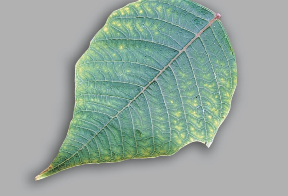 A leaf of Poinsettia with interveinal chlorosis