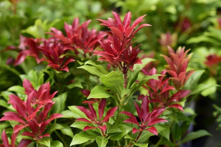 Shoots of Pieris japonica