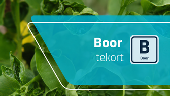 Boorgebrek bij sierplanten: symptomen en behandeling