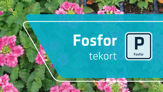 Fosforgebrek bij sierplanten: symptomen en behandeling