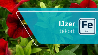 IJzergebrek bij sierplanten: symptomen en behandeling