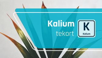 Kaliumgebrek bij sierplanten: symptomen en behandeling