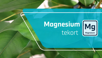Magnesiumgebrek bij sierplanten: symptomen en behandeling