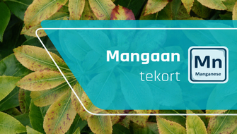 Mangaangebrek bij sierplanten: symptomen en behandeling