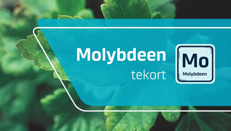 Molybdeengebrek bij sierplanten: symptomen en behandeling