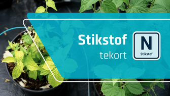 Stikstofgebrek bij sierplanten: symptomen en behandeling