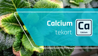 Calciumgebrek bij sierplanten: symptomen en behandeling