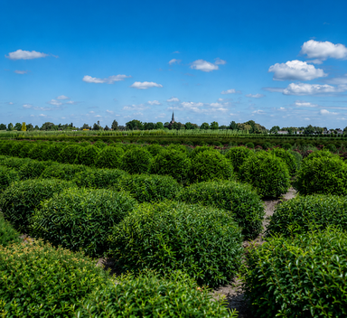 ICL zet volgende stap in biologisch afbreekbare coatings