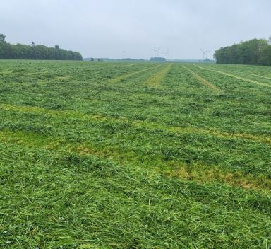 Vroege zwavelbemesting op grasland: drie proeven in Denemarken