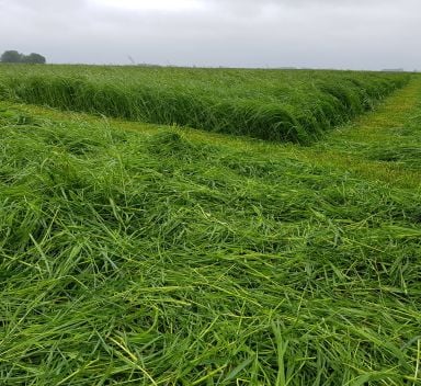 Polysulphate geeft luzerne een opbrengstboost