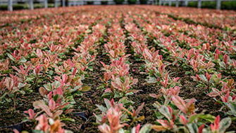 How to Stay Ahead of Fungal Pressure in Your Nursery This Season