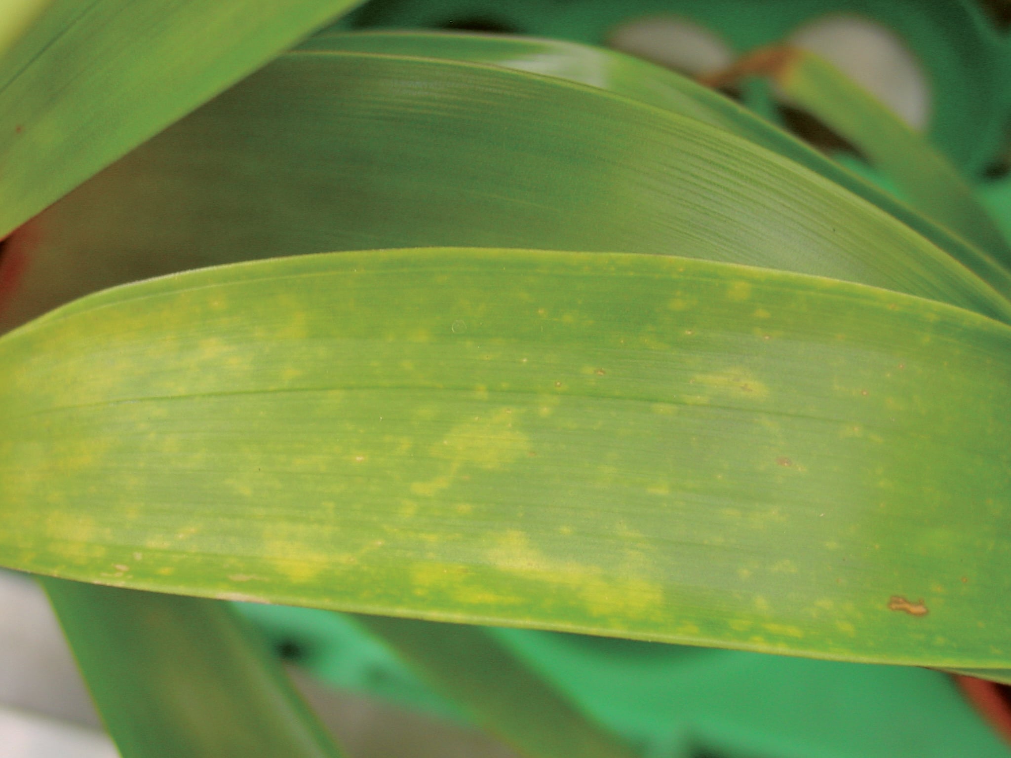 Guzmania ‘Ostara’ showing nitrogen deficiency with pale, yellowing older leaves