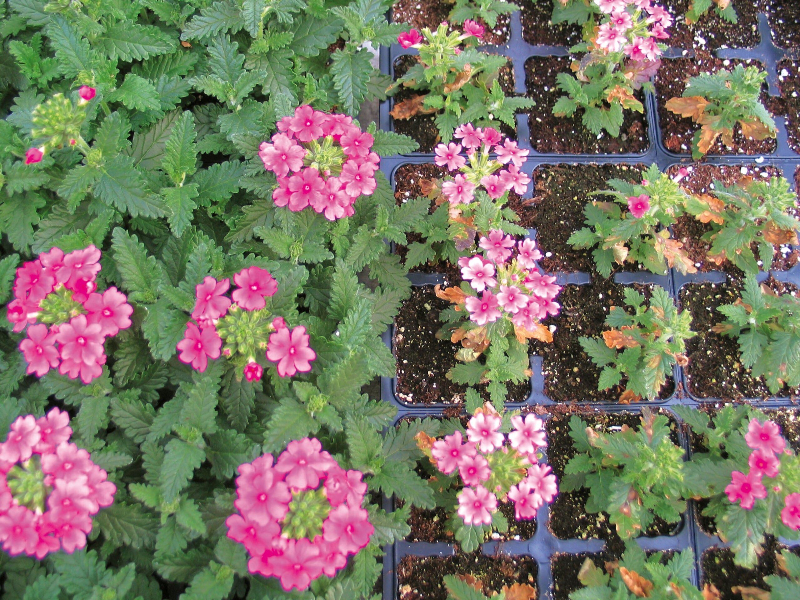 Verbena displaying phosphorus deficiency with reddish or purple discoloration on older leaves