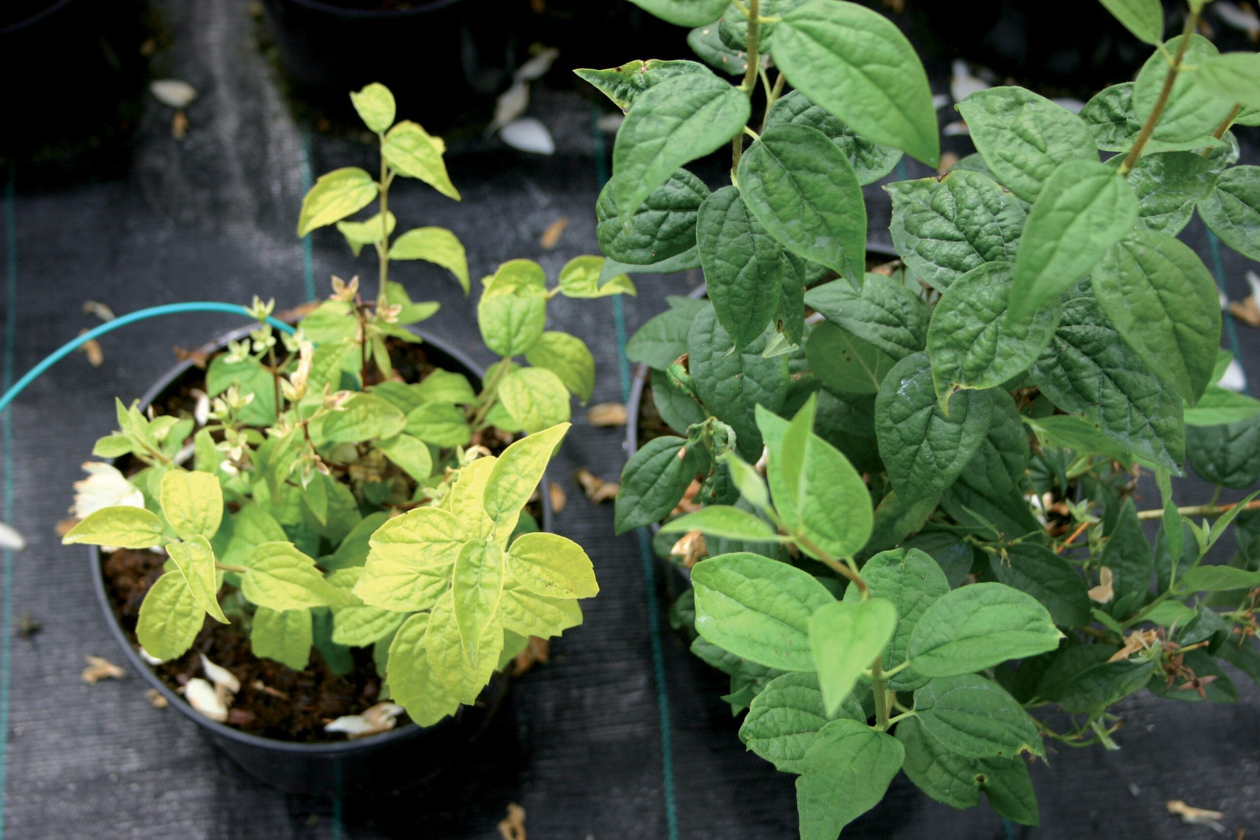 Philadelphus plant with yellowing leaves