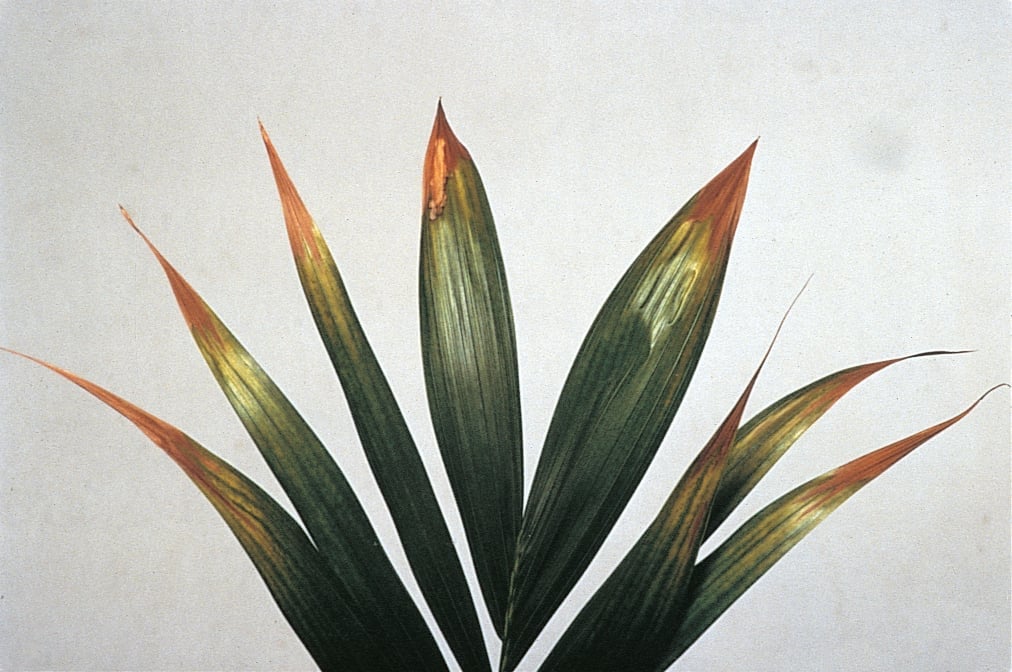 Kentia palm affected by potassium deficiency showing marginal browning and wilting