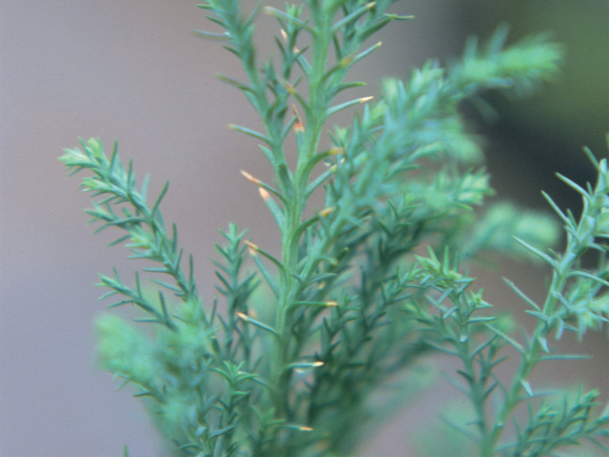 Chamaecyparis lawsoniana showing magnesium deficiency with yellowing tips of older needles