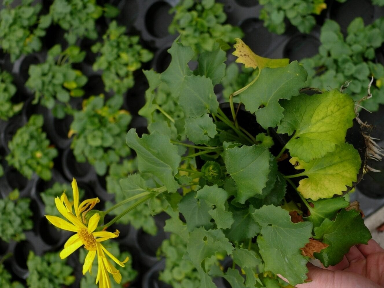 Doronicum with yellow older leaves.