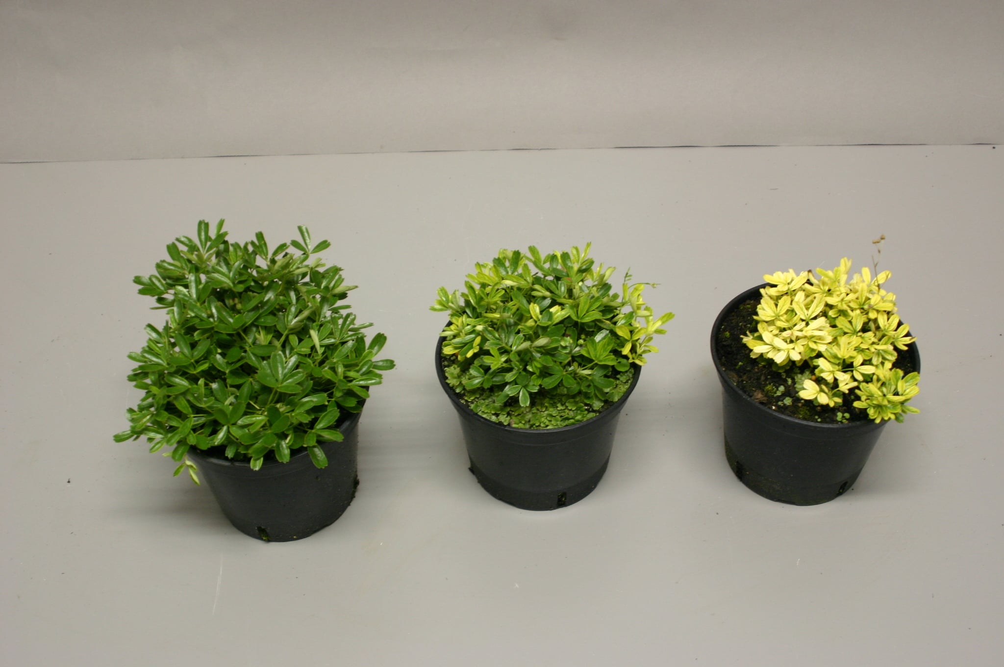 Potentilla showing iron deficiency with interveinal chlorosis on young leaves