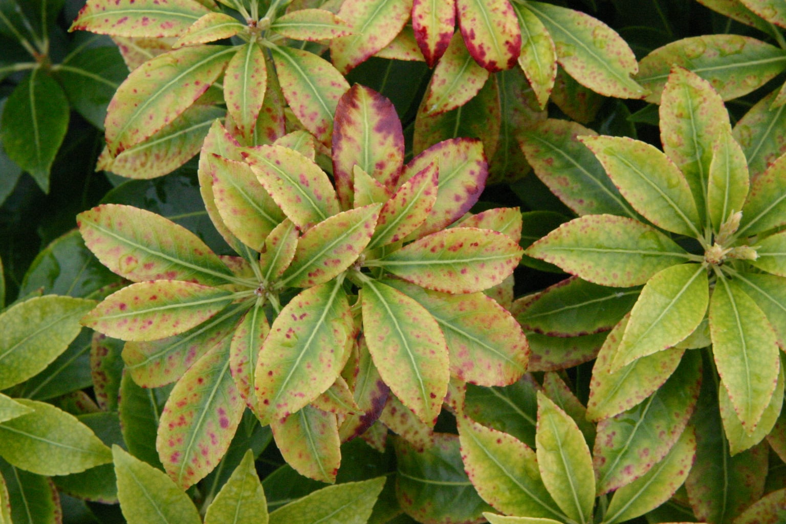 Pieris affected by manganese deficiency with interveinal yellowing and leaf deformation