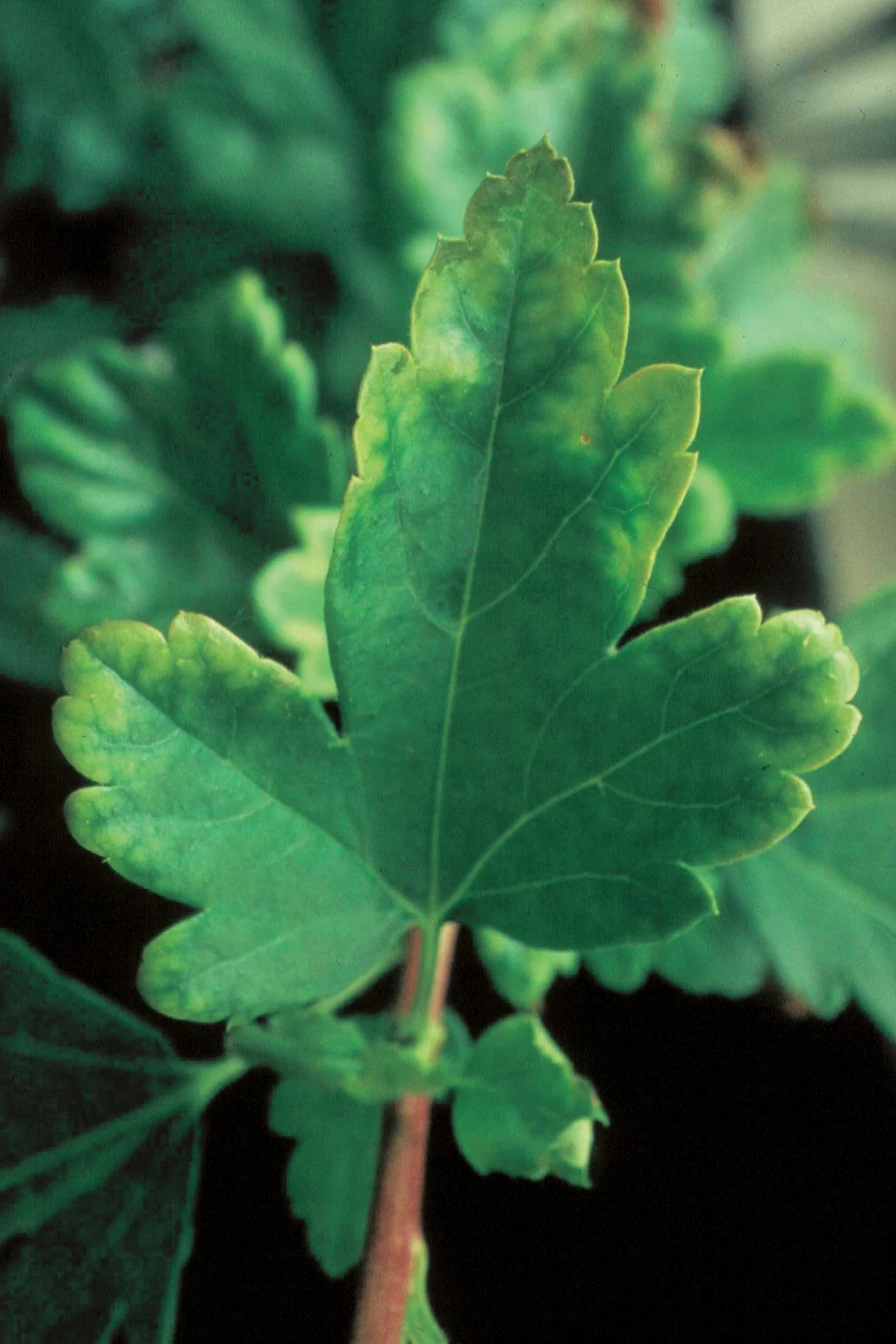 Ribes showing molybdenum deficiency with yellowing, deformation, and marginal necrosis on young leaves
