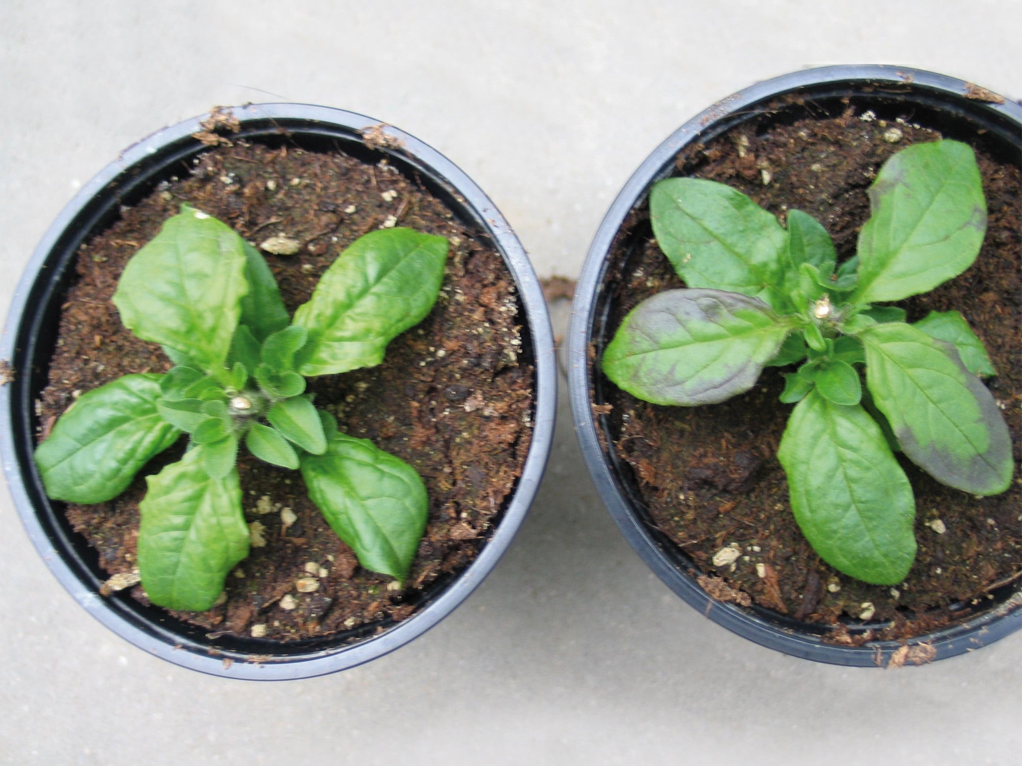 Petunia plant with purple coloration on leaves