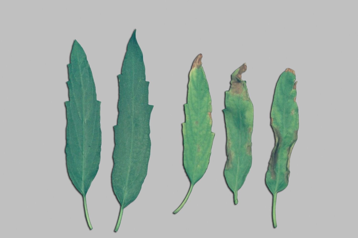 Caryopteris leaves with chlorosis and marginal necrosis.