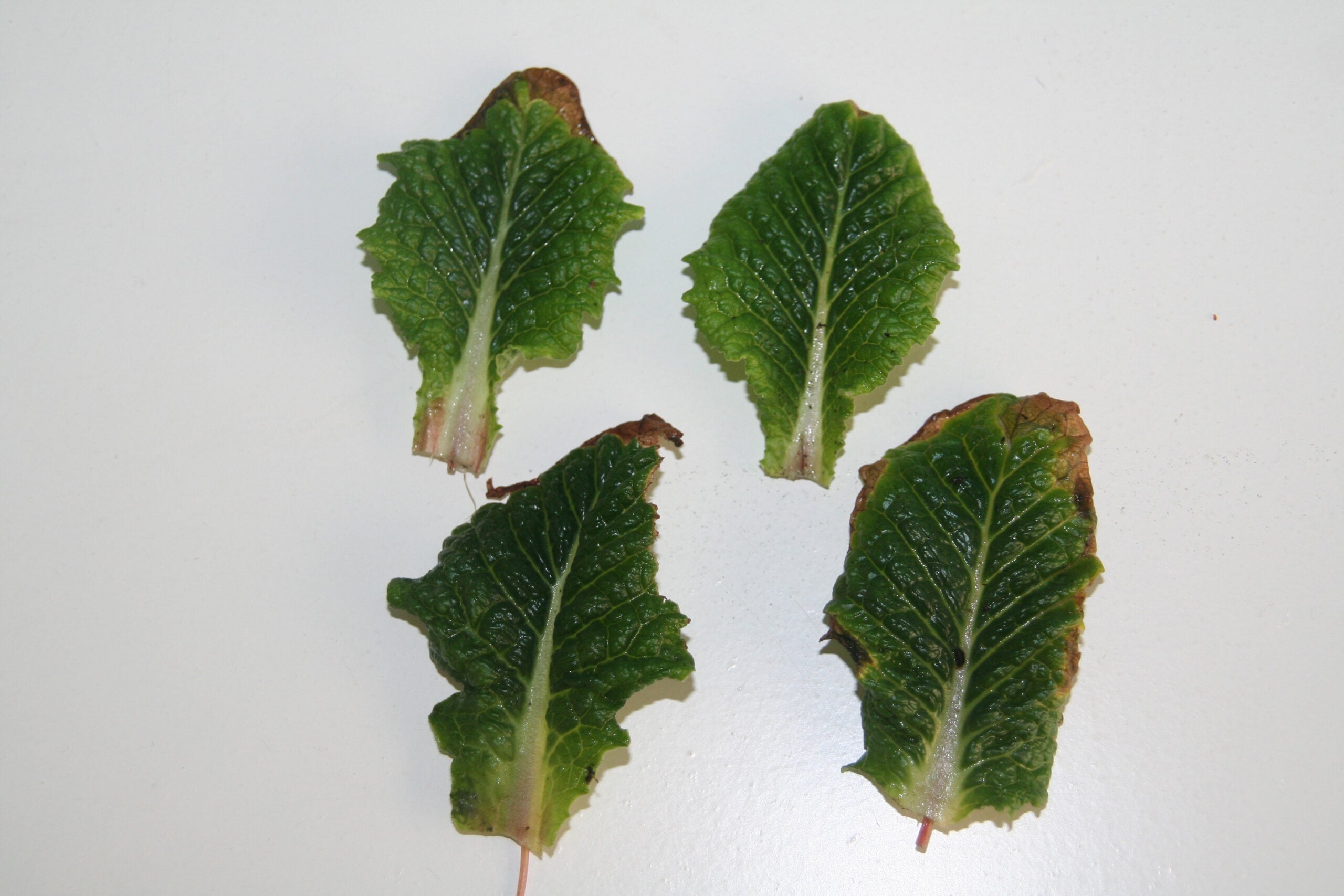 Potassium-deficient leaves of Primula with marginal necrosis.