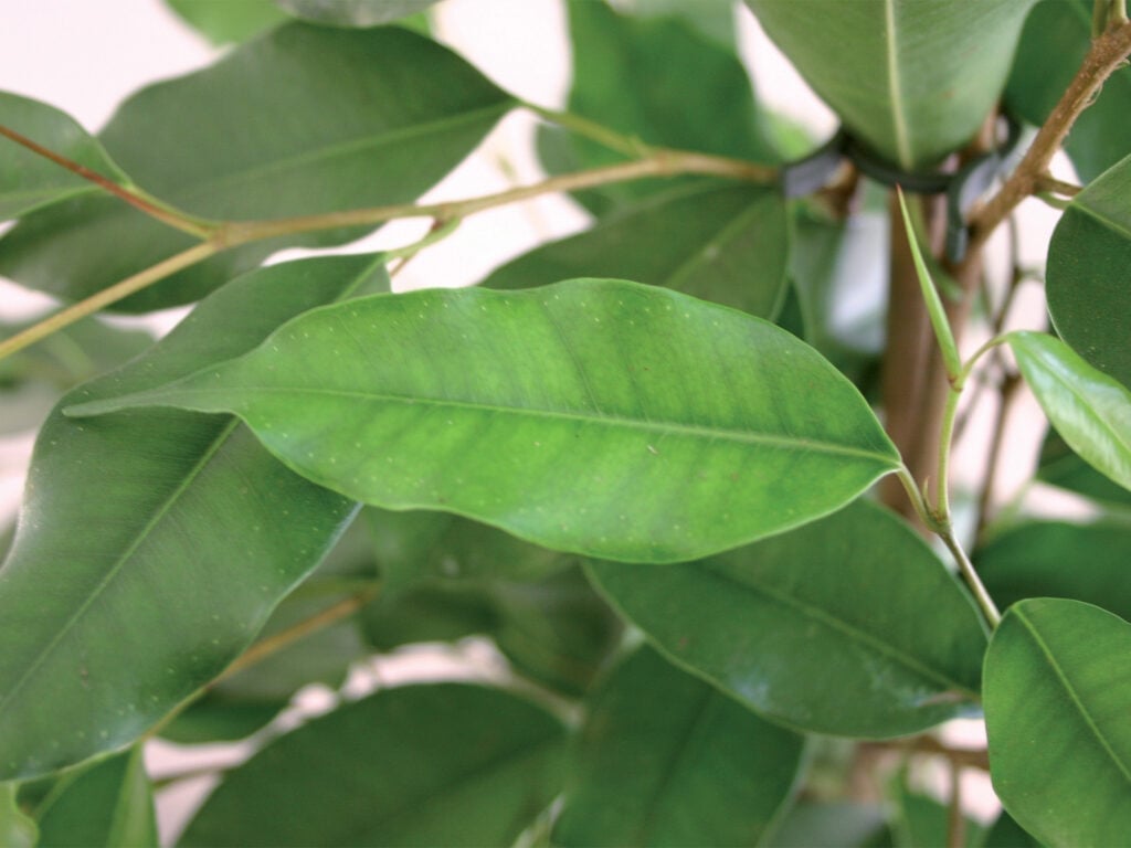 interveinal chlorosis on Ficus leaves