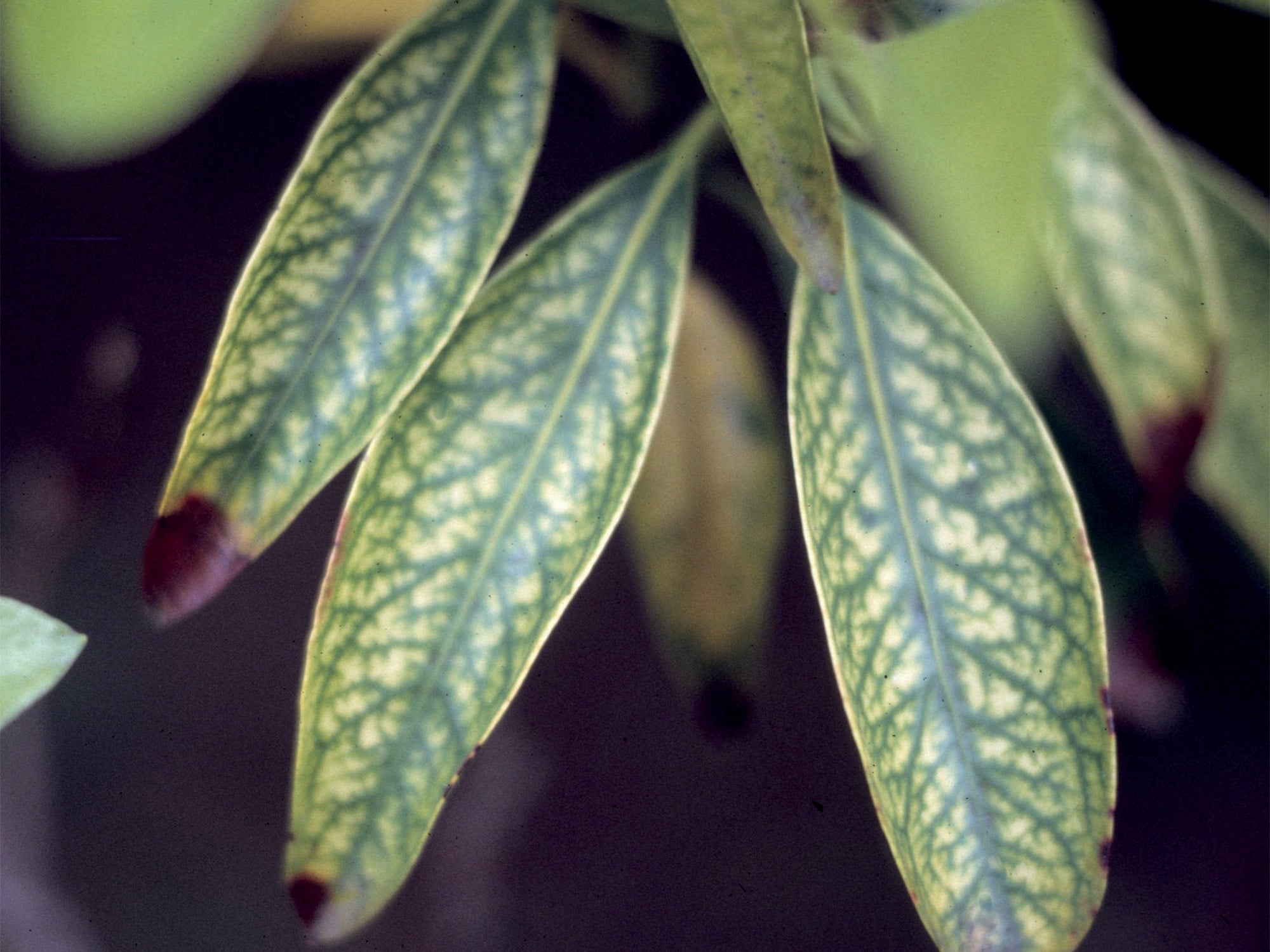 Interveinal chlorosis and marginal necrosis in Kalmia leaves