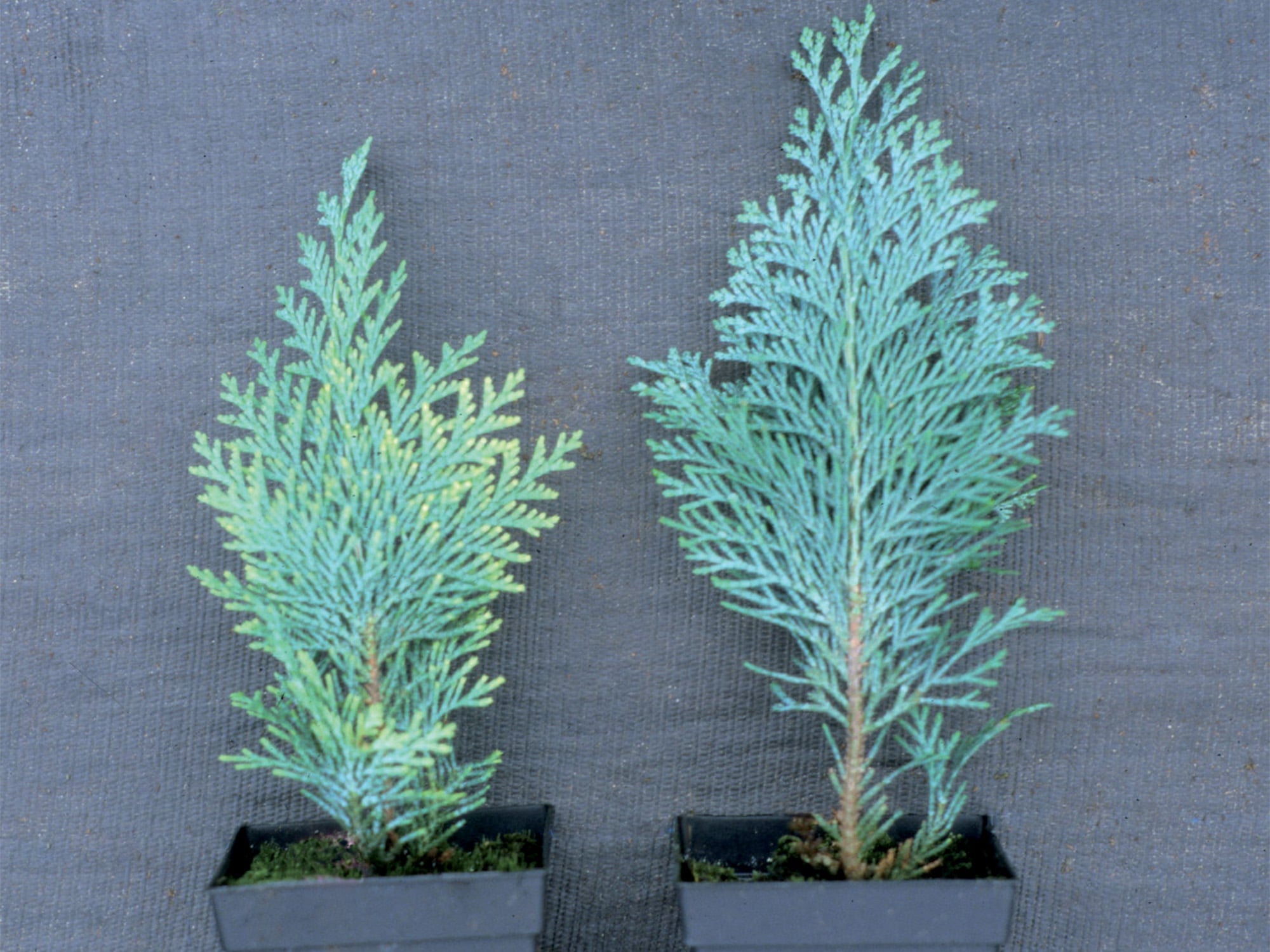 Chamaecyparis lawsoniana ‘Columnaris’ with yellowing on its young scale-like leaves.