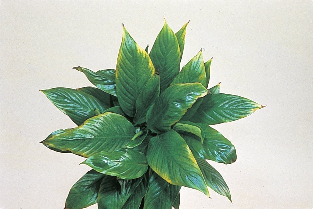 Yellowing leaves and marginal necrosis in Spathiphyllum.