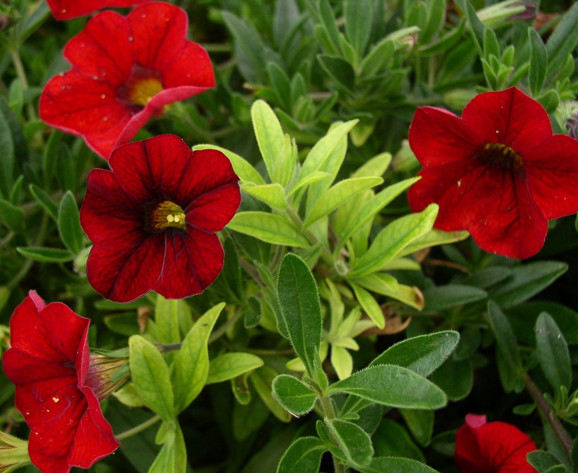 Chlorosis on young leaves of Calibrachoa