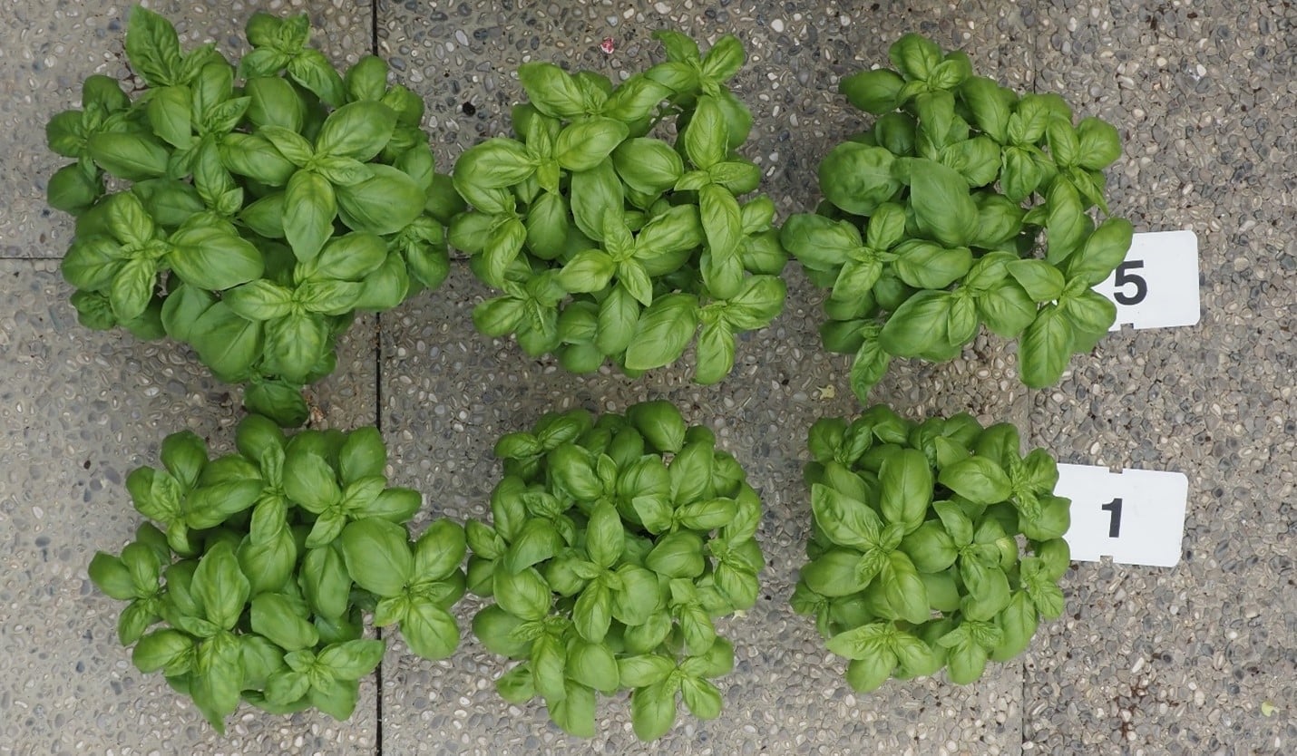 Pots with basil plants