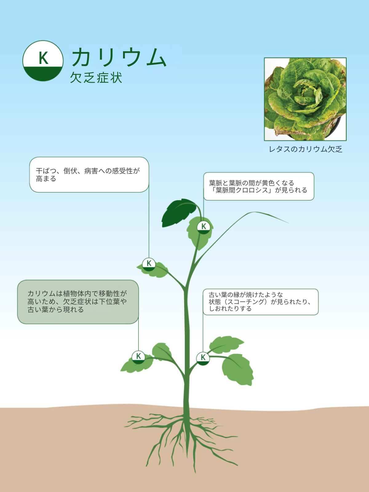 農業における栄養素「カリウム」の重要性 ICL 公式
